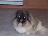 Pekingeser Mahjongs  Cherrie  Død [ Himmelhund]