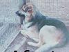 Schæferhund Græske Balou  Død. [ Himmelhund]