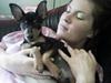 Dvaergpinscher Basse