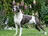 Amerikansk staffordshire terrier Great Vikings Niño [ Himmelhund]
