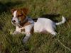 Jack russell terrier Sille