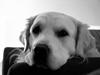 Golden retriever Jack D