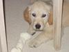 Golden retriever "McKenzie"