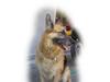 Schæferhund Nero *RIP* SAVNER DIG