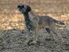 Border terrier lutra´s oscar