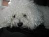 Bichon à poil frisé Bonnie