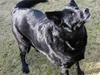 Blanding af racer Freia RIP [ Himmelhund]