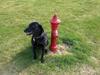 Labrador retriever Roddie