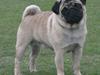 Mops Viktor