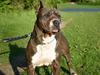 Amerikansk staffordshire terrier Blue R.I.P