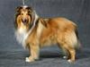 Collie langhåret jackie