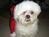 Lhasa apso Walder
