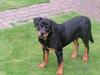 Rottweiler Fie  R.I.P