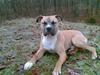 Amerikansk staffordshire terrier tyson