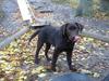 Labrador retriever Ollie (Gilbak´s Robin)
