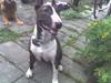 Bullterrier miniature Tyson