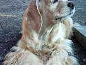 Amerikansk cocker spaniel Lady