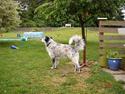 Blanding af racer Skuggi  R.I.P 5 marts 08