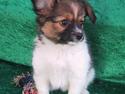 Papillon mek