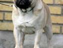 Mops ¤ Kisci Humphrey Bogart DKCH ¤