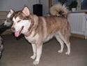 Alaskan malamute denali sunrise kald: desi