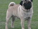 Mops Viktor
