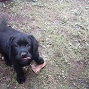 Labrador retriever Dumle