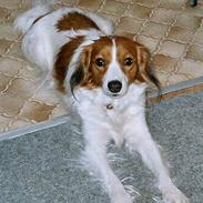 Kooikerhondje Zibbe