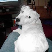 Jack russell terrier Bølle