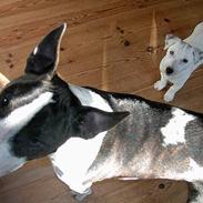 Jack russell terrier Bølle