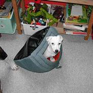 Jack russell terrier Bølle