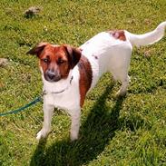 Blanding af racer Frida