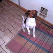 Blanding af racer Frida