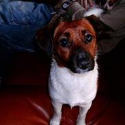 Blanding af racer Frida