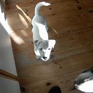 Jack russell terrier Bølle