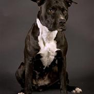 Amerikansk staffordshire terrier *Gucci*