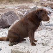 Labrador retriever Bella 