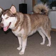 Alaskan malamute denali sunrise kald: desi