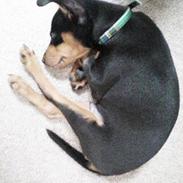 Dvaergpinscher Basse