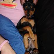 Dvaergpinscher Basse