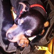 Dvaergpinscher Basse