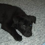 Blanding af racer Kato