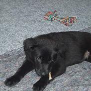 Blanding af racer Kato