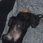 Blanding af racer Kato