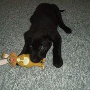 Blanding af racer Kato