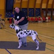 Grand danois SCHARAWARI VON SCHLESIEN