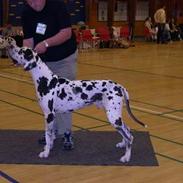 Grand danois SCHARAWARI VON SCHLESIEN