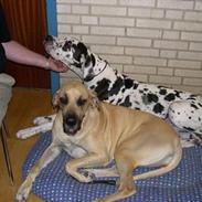 Grand danois SCHARAWARI VON SCHLESIEN