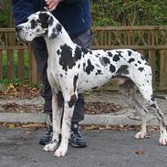 Grand danois SCHARAWARI VON SCHLESIEN