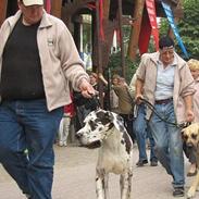 Grand danois SCHARAWARI VON SCHLESIEN